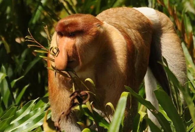 胡志明城队员复出比赛,状态燃烧 胡志明城队员复出比赛,状态燃烧